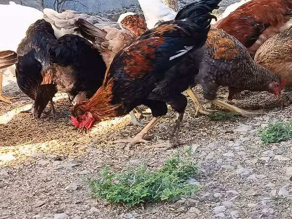 Chickens