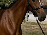 Hoppe, Hanoverian — foto 1