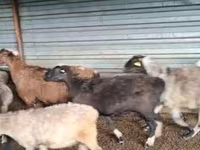 Bagge, Adal sheep — foto 2