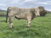 ثور, Charolais cattle — الصورة 1