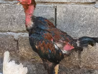Chickens — foto 2