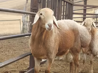 Beran, Arashan sheep — foto 4