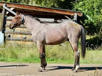 Cavallo, Quarter Horse — foto 2