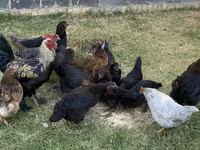 Chickens — picha 1