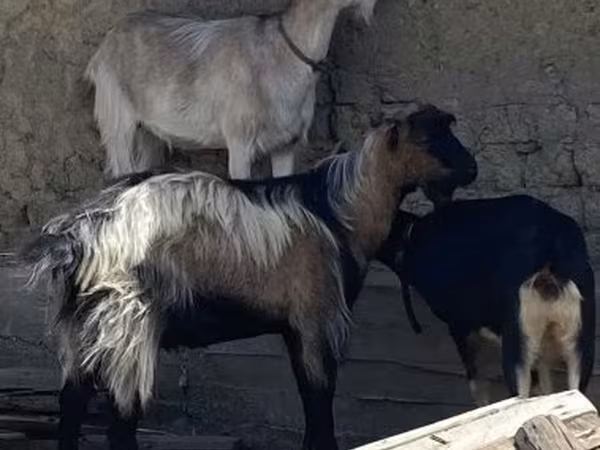 ஆண் வெள்ளாடு, வெள்ளாடுகள்