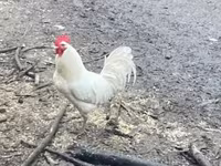 Chickens — foto 1