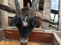 Koza, Alpine goat — foto 3