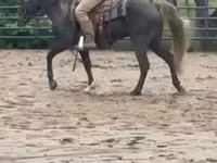 Адуу, Rocky Mountain Horse — 8 зураг