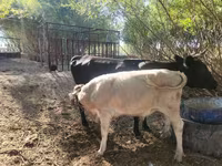 Krowa, Latvian Blue cattle — zdjęcie 3