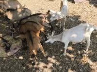 Kambing (lot, jantina tidak dinyatakan), Goats — foto 7