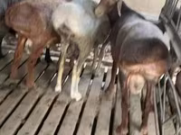 ভেড়ার পাঁঠা, ভেড়া — ছবি 3