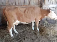 گاو ماده, Simmental cattle — عکس 2