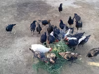 Chickens — الصورة 3