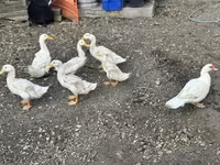 Ducks — снимка 1