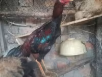 Chickens — عکس 6