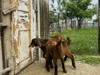 ወንድ ፍየል, Goats — ፎቶ 7