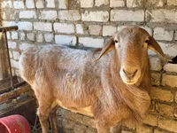 Ovan, Edilbay sheep — fotografija 1