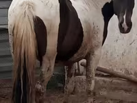 Kısrak, Atlar — foto 4