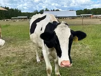 母牛, Holstein breed — 照片 3