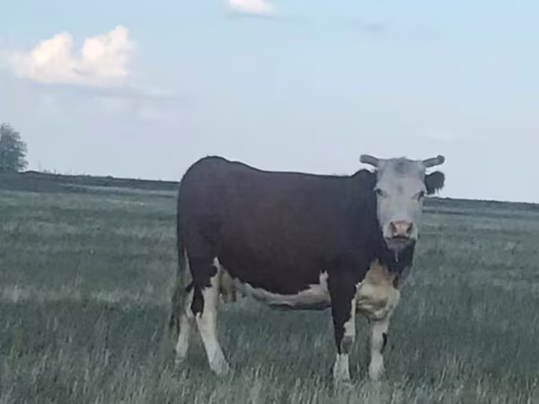 گاو ماده, Latvian Blue cattle