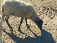 பெண் ஆடு, Tsigai sheep — புகைப்படம் 2