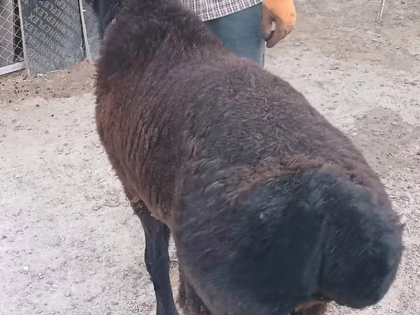 كبش, Tian-Shan semifinewool sheep