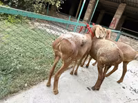 میش, Arashan sheep — عکس 4