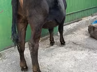 Krava, Alatau plemeno — foto 3