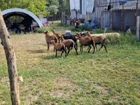 قوچ, Cameroon sheep — عکس 1