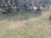 Turkeys — ፎቶ 6