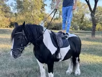Hoppe, Gypsy horse — foto 3