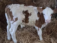 Buğa, Simmental cattle — foto 2