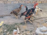 Ayam Cemani — picha 3