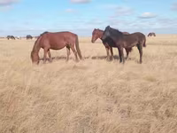 مادیان, Horse breed — عکس 4