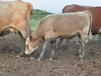 گاو و گوساله (گروه، جنسیت مشخص نشده), Swiss cattle — عکس 7
