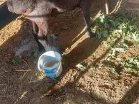 قوچ, گوسفند — عکس 2