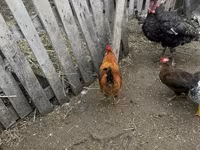 Chickens — акс 7