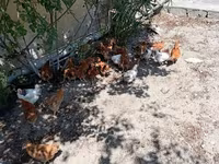 Chickens — foto 1