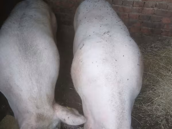 Zeug, Varkens