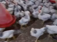 Chickens — الصورة 2