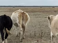 Үнээ, Latvian Blue cattle — 2 зураг