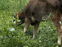 گاو ماده, گاو — عکس 1