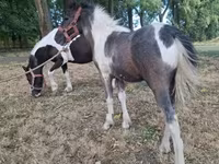 ፈረሶች (ቡድን፣ ጾታ አልተጠቀሰም), Horses — ፎቶ 8