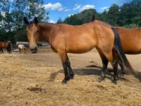 Cavalla, Nonius horse — foto 3