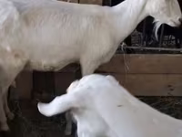 Kambing betina, Saanen goat — foto 1