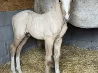 Caballo, Caballos — foto 5