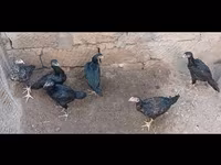 Guinea fowl — fotografija 2