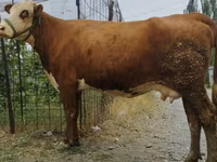 Kuh, Simmental cattle — Foto 8