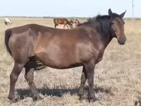 Kobyła, Mugalzhar horse — zdjęcie 8
