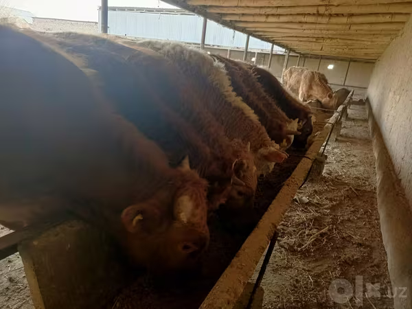 گاو نر, Simmental cattle